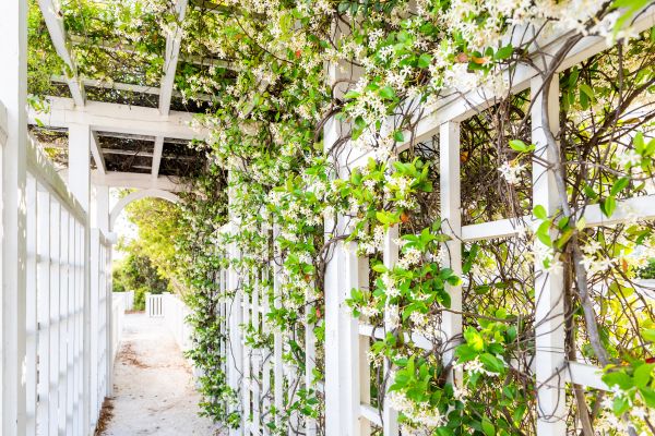 Cost of Trellis Repair in Santa Rosa
