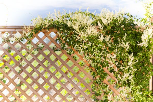 Cost of Lattice Repair in Santa Rosa
