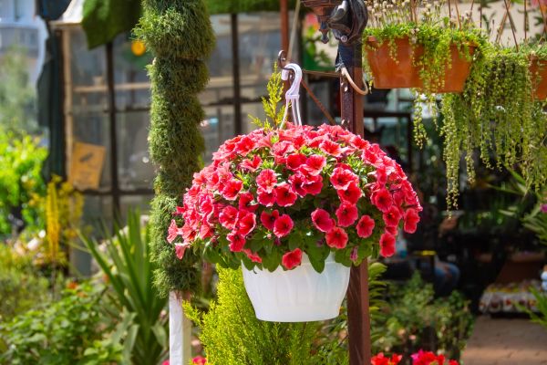 Cost of Hanging Planter Installation in Santa Rosa